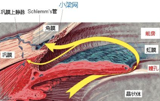 第二节、眼球内容物