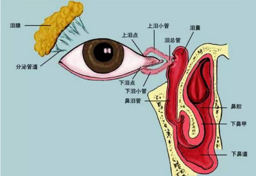 第三节、眼的附属器